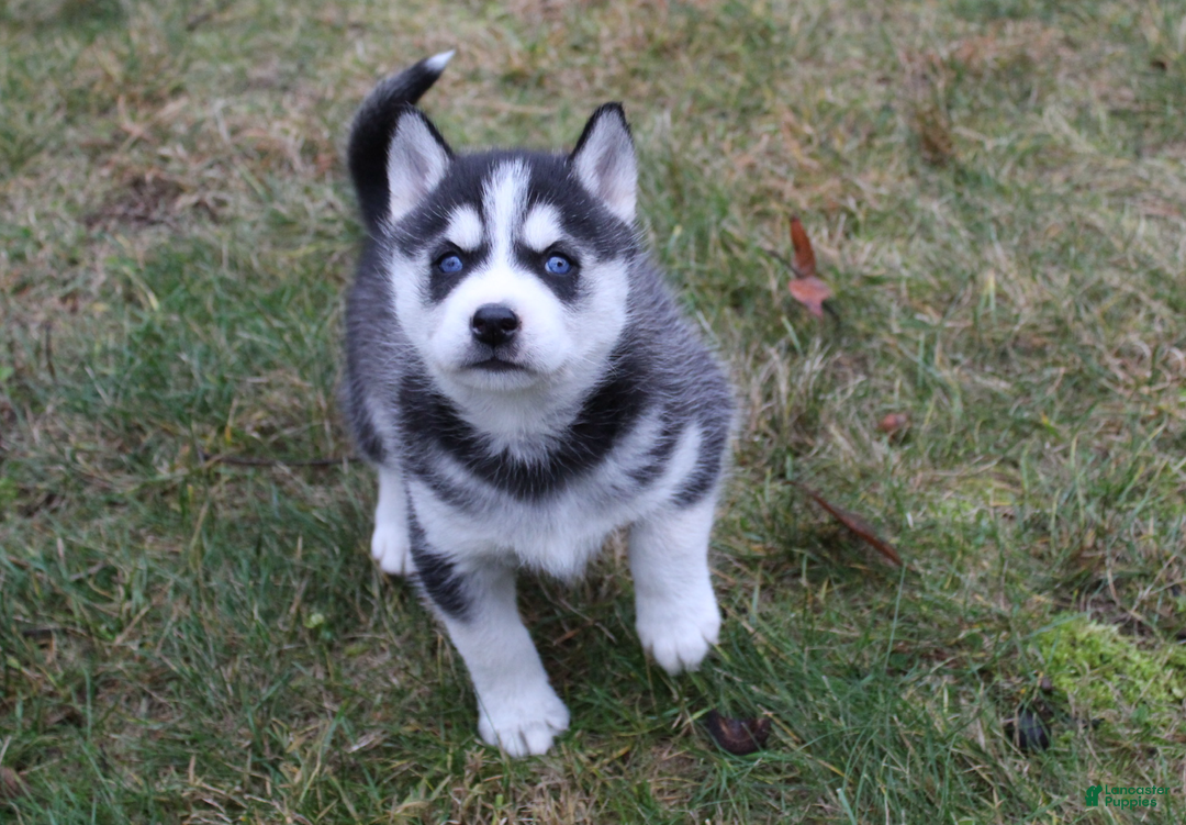 Siberian Husky dogs for sale: Willow - Ad 2