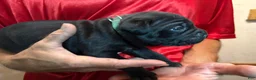 Cane Corso dogs for sale: Dark Green - Ad 3