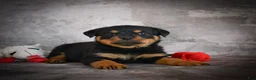 Rottweiler dogs for sale: Lincoln - Ad 8