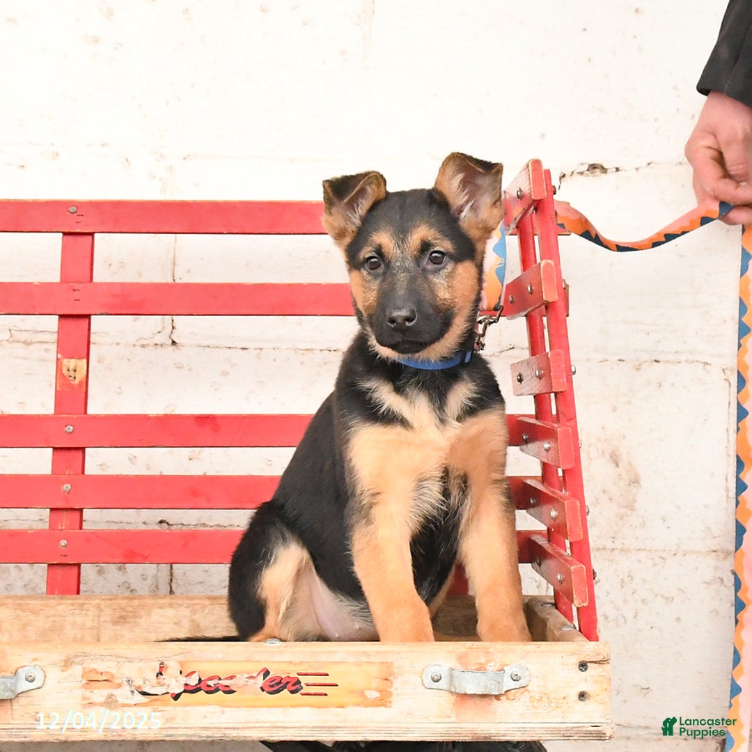 German Shepherd dogs for sale: Willow - Ad 9