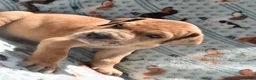 Great Dane dogs for sale: Great Dane - Lime Green - Fawn Merle (Scooby Doo) - Ad 3
