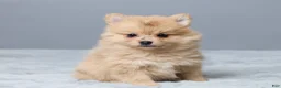 Pomeranian dogs for sale: Theresa - Ad 3