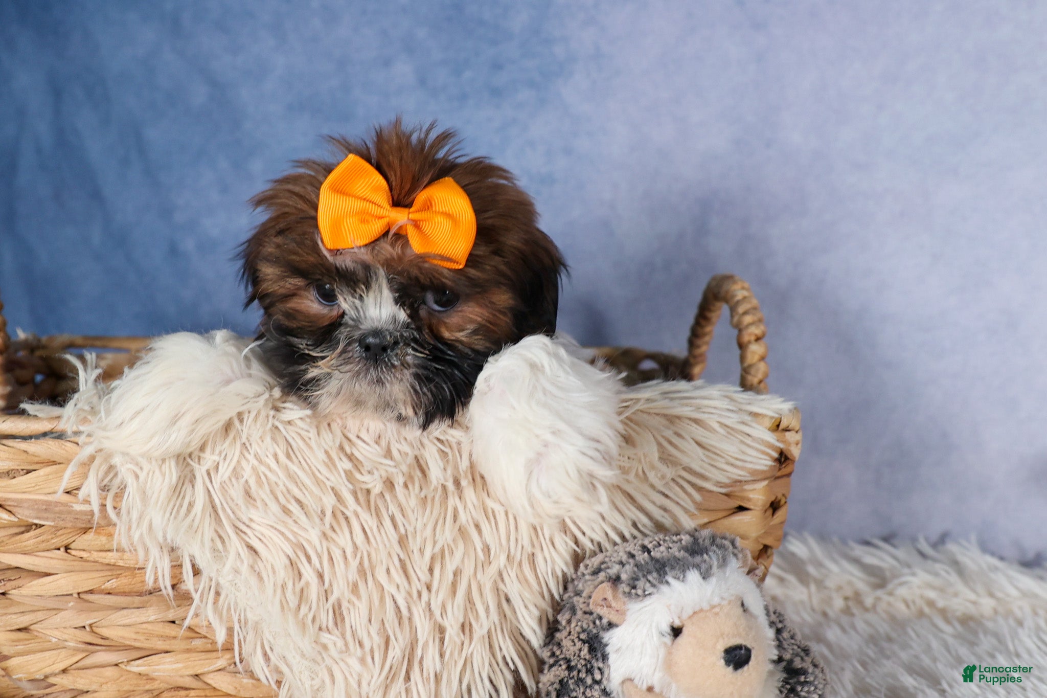 Shih Tzu dogs GEO - Ad 1