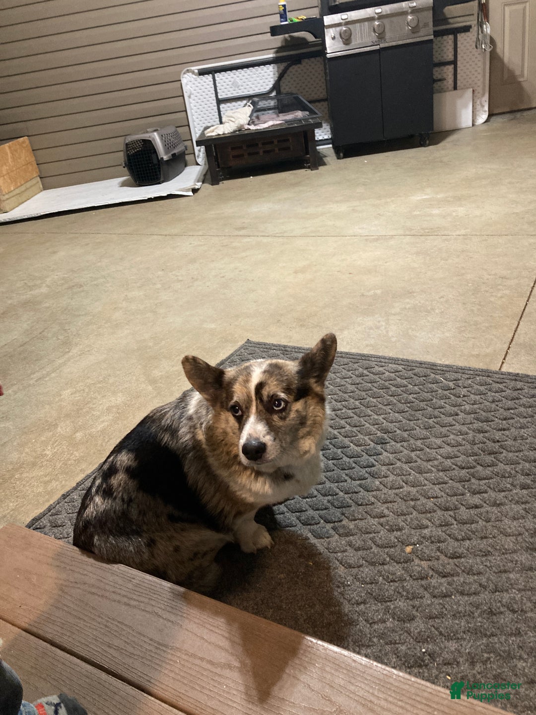 Mixed Breed dogs for sale: Trina - Ad 11