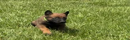 Belgian Malinois dogs for sale: Houston - Ad 11