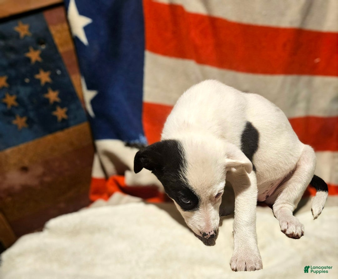 Border Collie dogs for sale: Dreami (Runt) - Ad 46