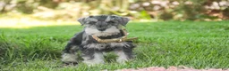 Miniature Schnauzer dogs for sale: Nellie Belle - Ad 8