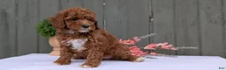 Miniature Poodle dogs for sale: Avery  - Ad 11