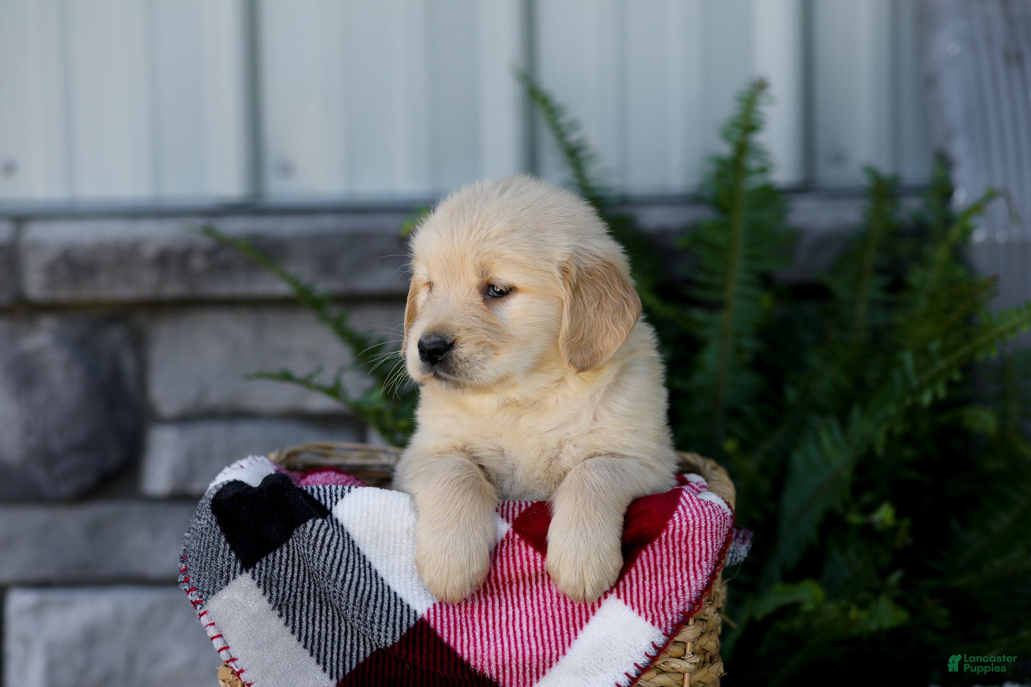 Golden Retriever dogs Boone - Ad 2
