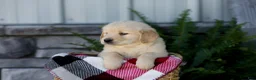 Golden Retriever dogs for sale: Boone - Ad 2