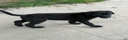 Mixed Breed dogs for sale: Mixed Breed 3 - Ad 9