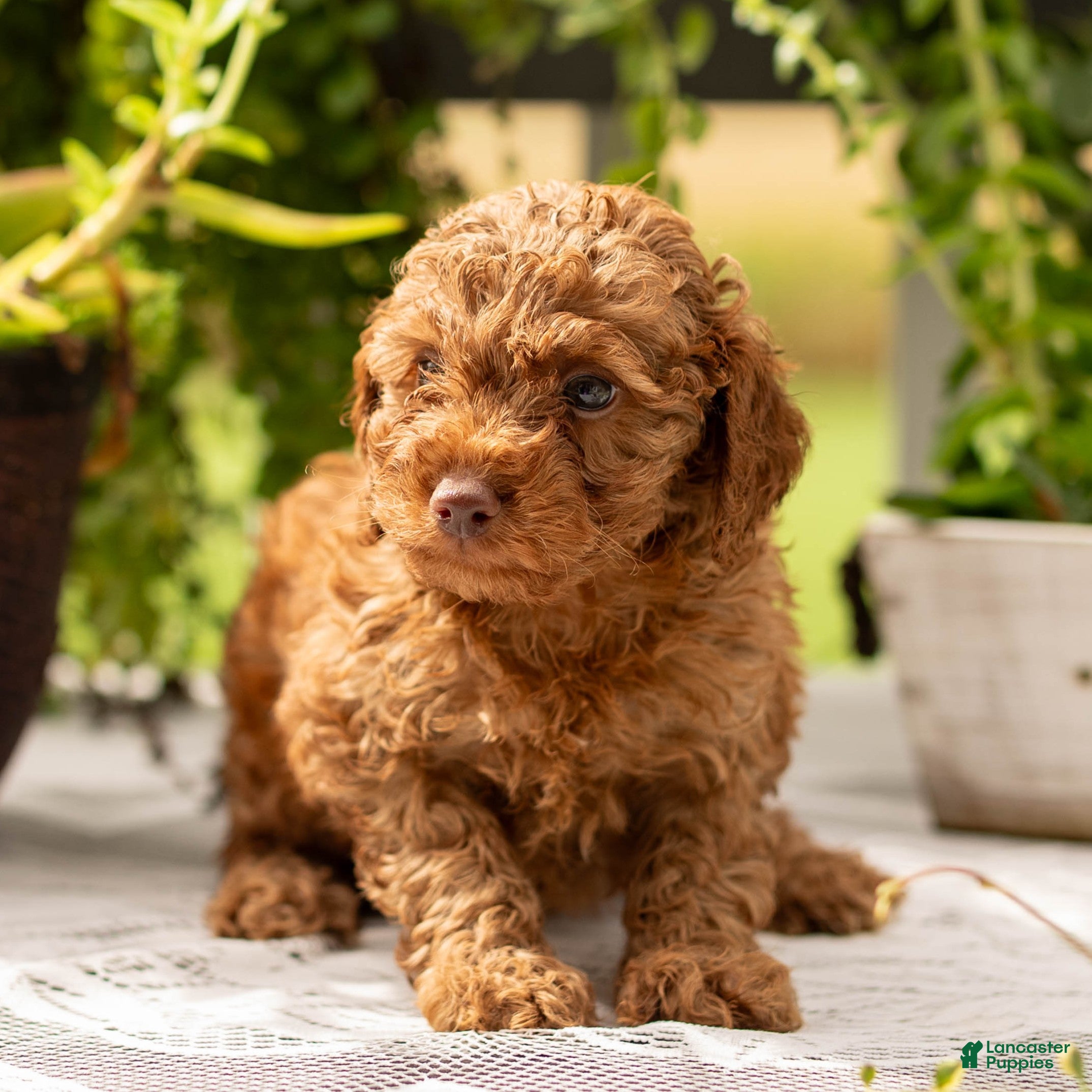 Toy Poodle (Toy Poodle, Male) in Rochester, IN