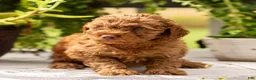 Toy Poodle dogs for sale: AKC Buster - Ad 1