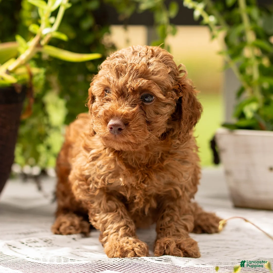 Toy Poodle dogs for sale: AKC Buster - Ad 1