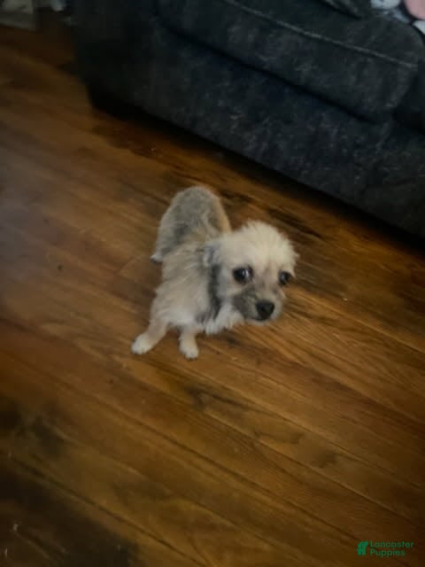 Chorkie dogs for sale: Little - Ad 1