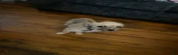 Chorkie dogs for sale: Little - Ad 1