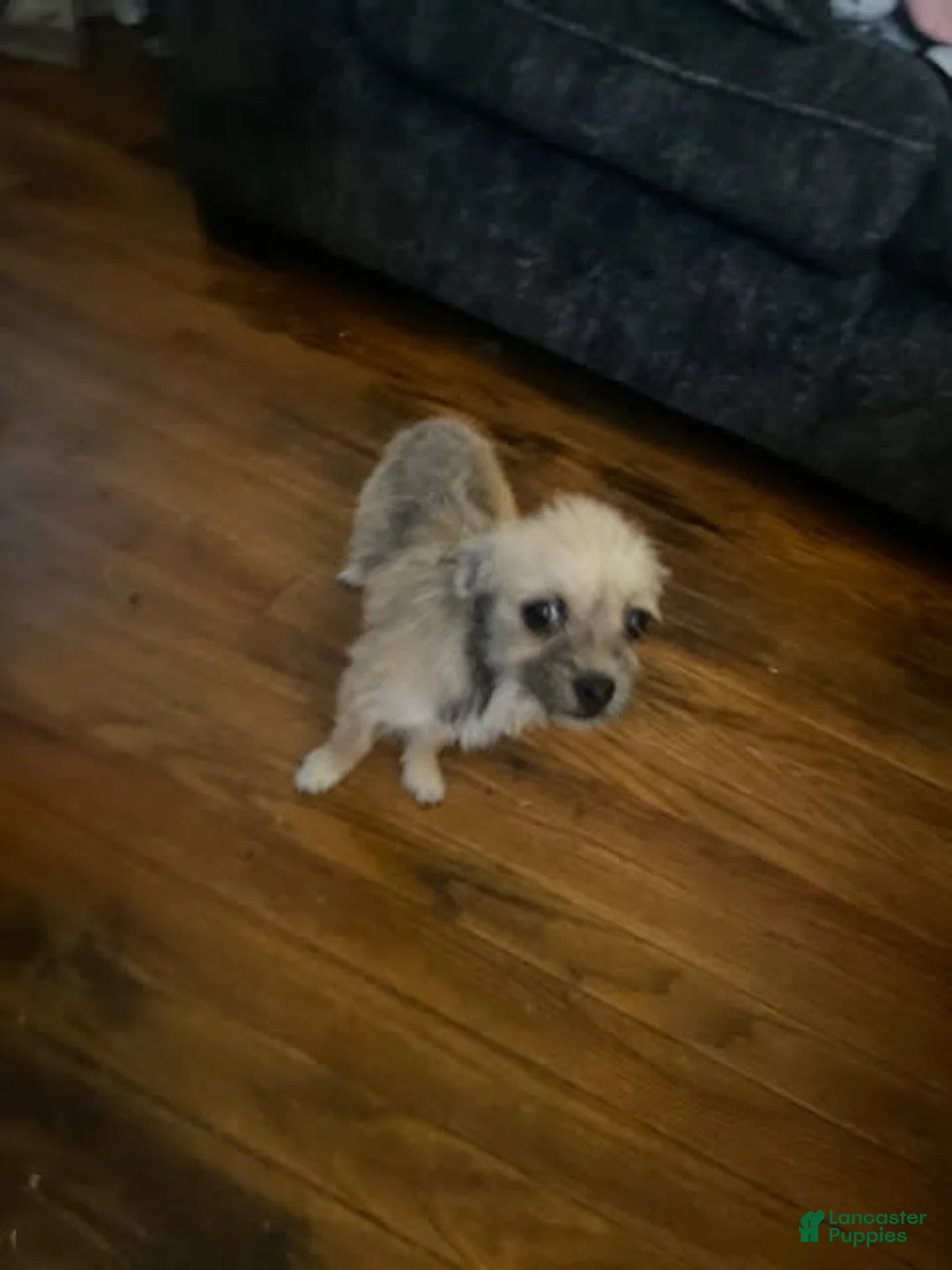 Chorkie dogs for sale: Little - Ad 1