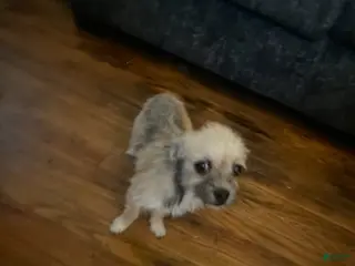 Chorkie dogs for sale: Little - Ad 1