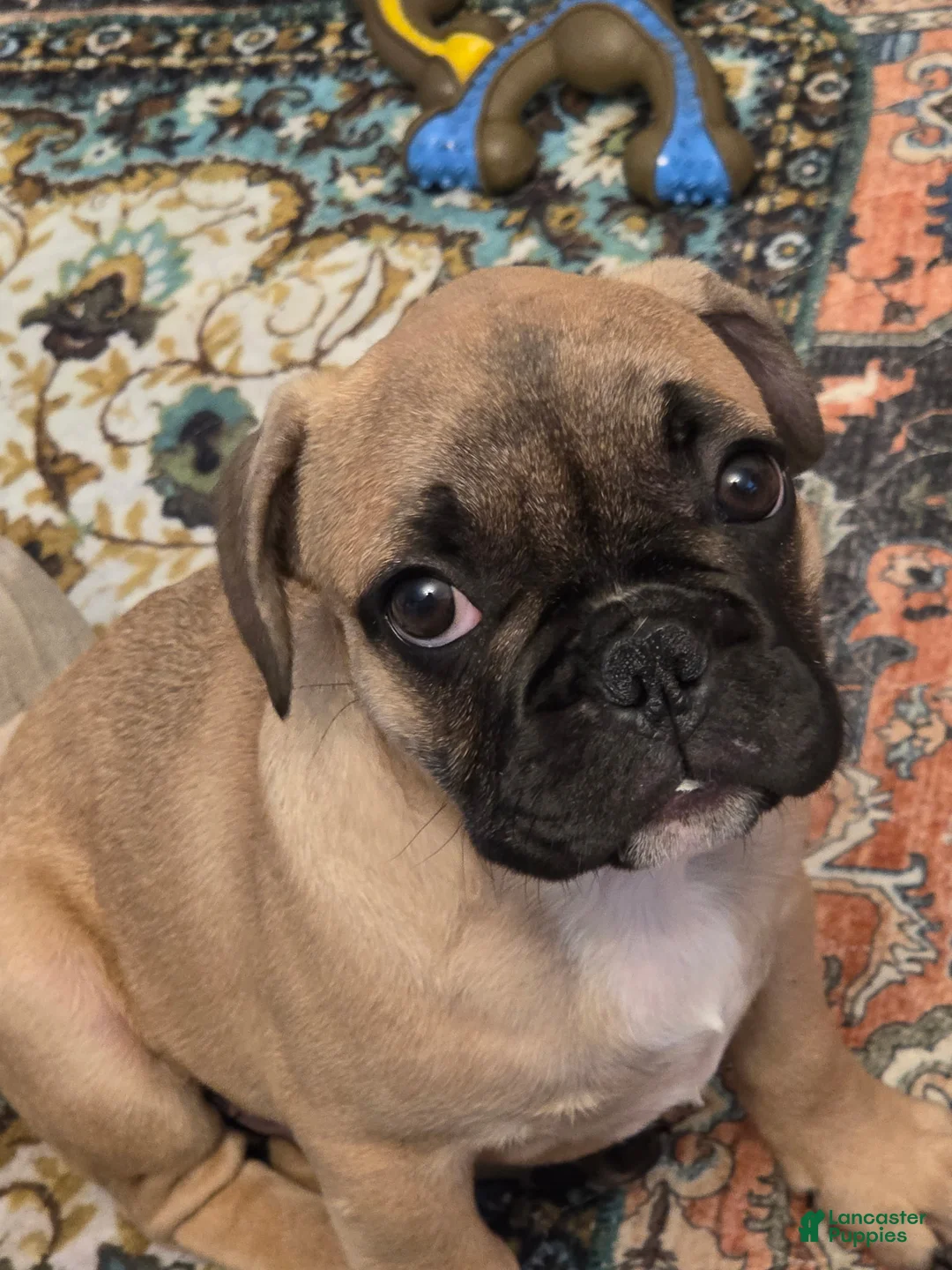 French Bulldog dogs for sale: Remy - Ad 1