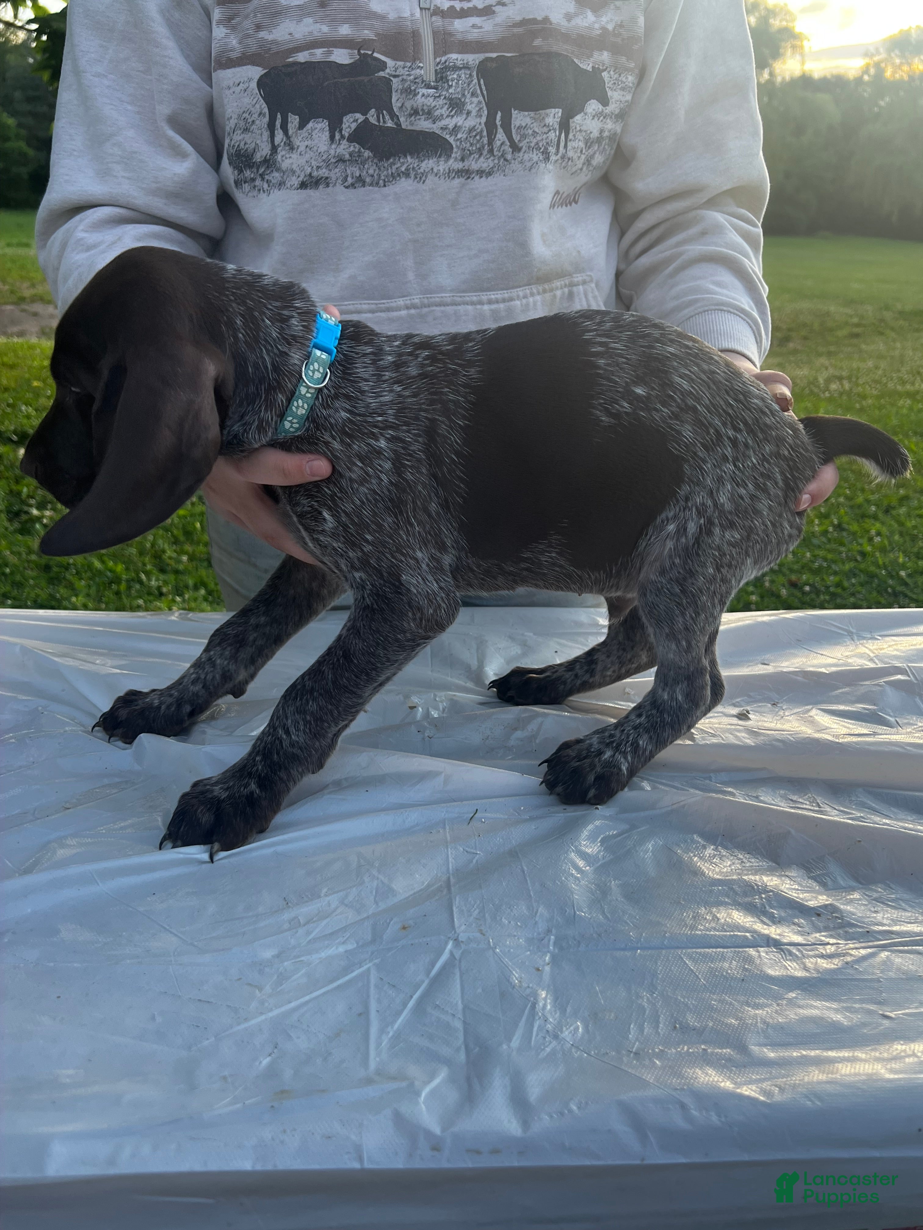 German Shorthaired Pointer dogs Theodore - Ad 42