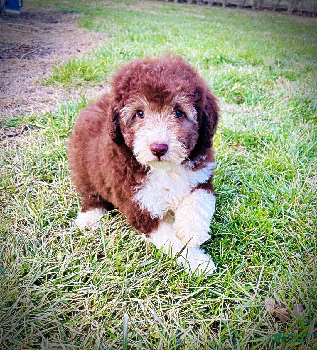 Havapoo dogs for sale: Whisky - Ad 5