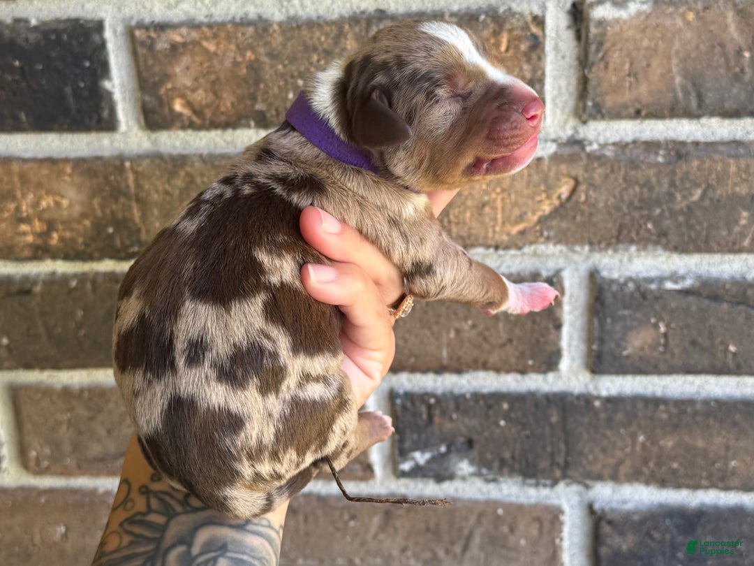 Louisiana Catahoula Leopard Dog Breeders East Coast Catahoula