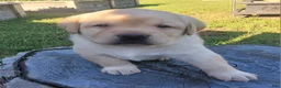 Labrador Retriever dogs for sale: Legend  - Ad 16