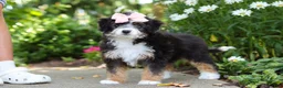 Mini Bernedoodle dogs for sale: LuLu - Ad 4