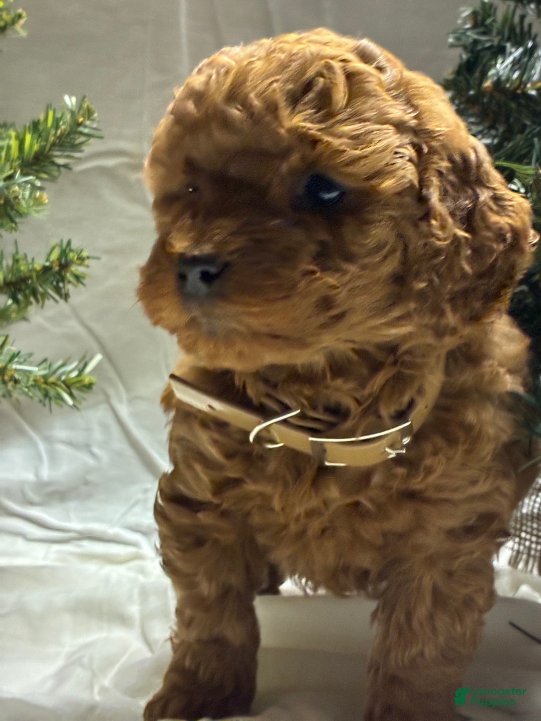Mini Goldendoodle dogs for sale: Noelle - Ad 3