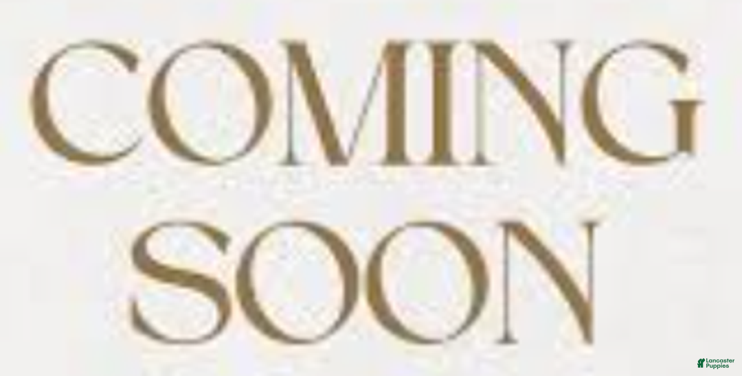 Yorkshire Terrier dogs for sale: Yorkshire Terrier Puppy 2 - Ad 1