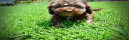 Havapoo dogs for sale: Frisco - Ad 17