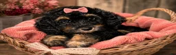 Bernedoodle dogs for sale: Venus - Ad 7