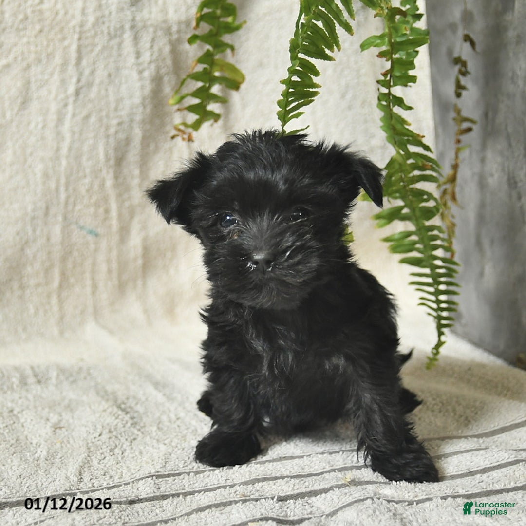 Mixed Breed dogs for sale: Winter  - Ad 2