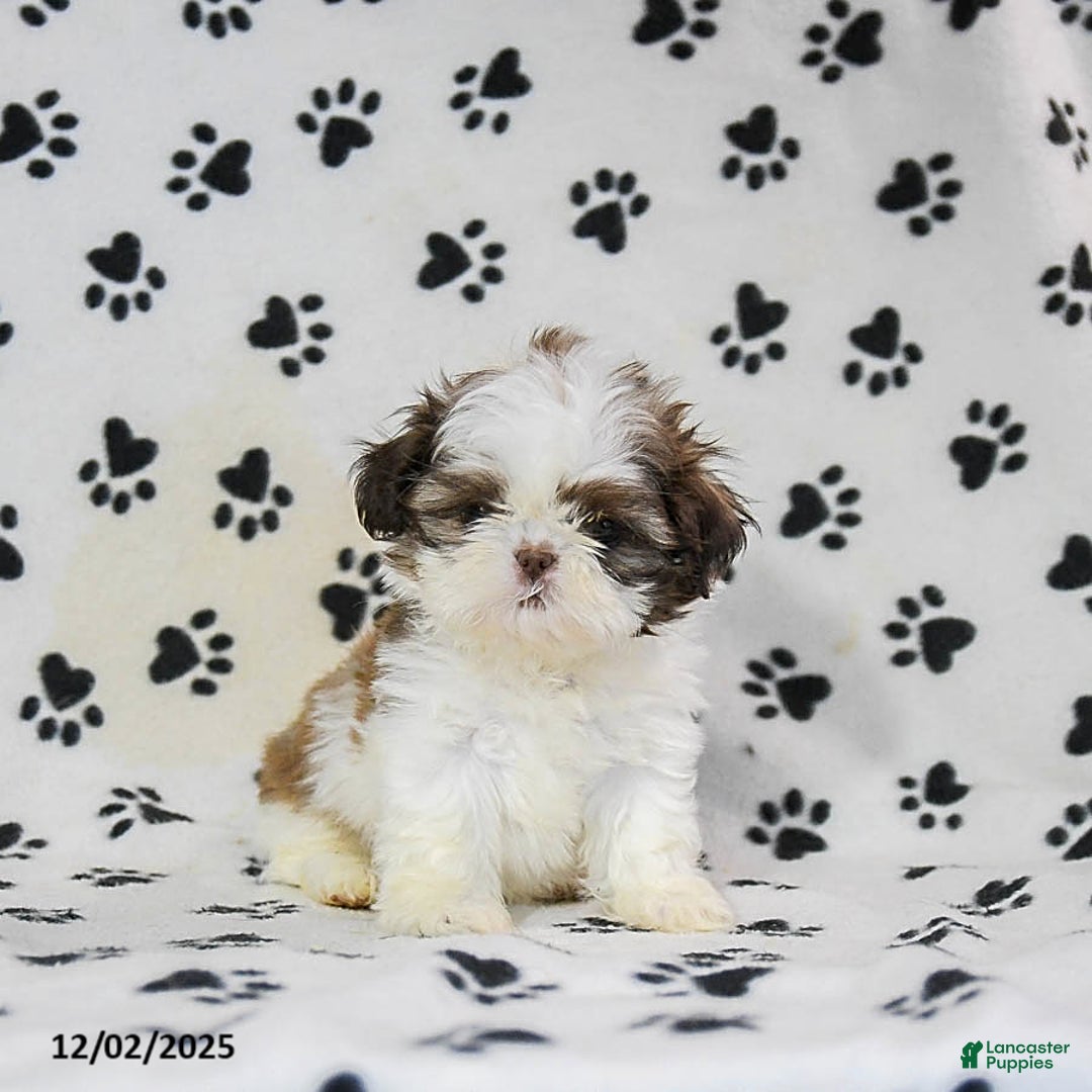 Shih Tzu dogs for sale: Patches - Ad 1