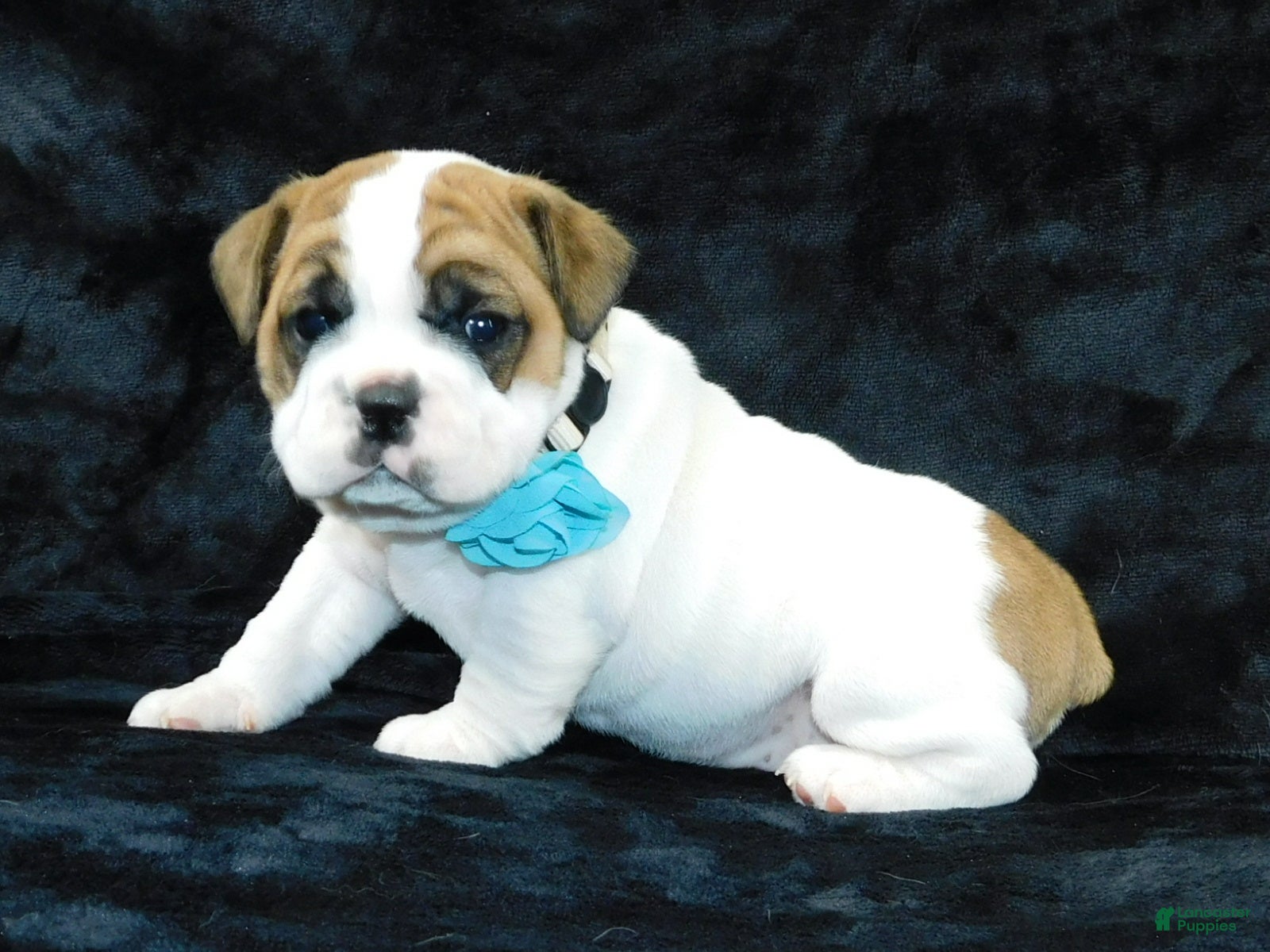 Mixed Breed dogs Wrinkles - Ad 1