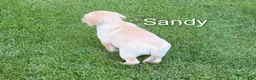 Labrador Retriever dogs for sale: Labrador Retriever SANDY  - Ad 5
