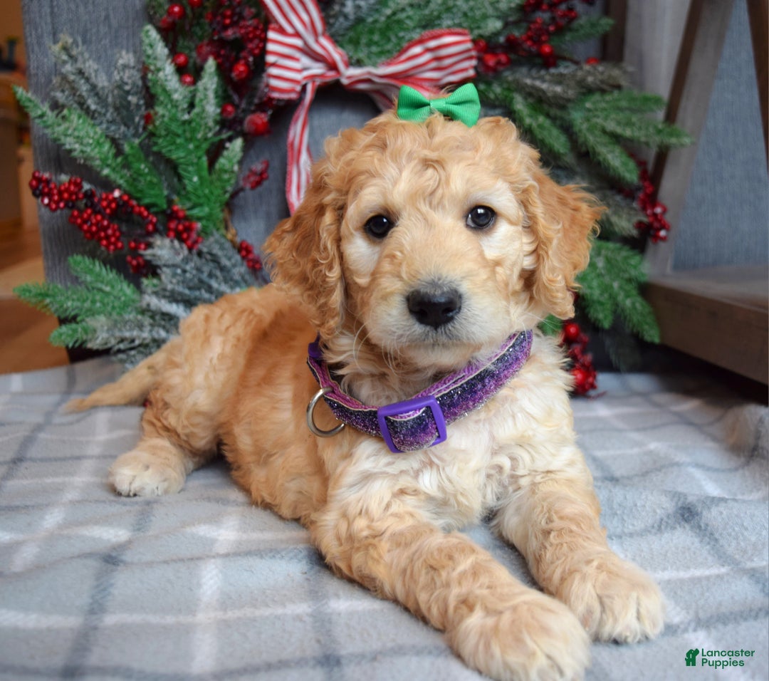 Goldendoodle dogs for sale: Penny - Ad 10