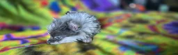 Pomeranian dogs for sale: Xavier Teacup  - Ad 5
