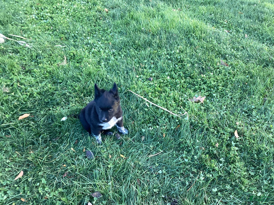 Mixed Breed dogs for sale: Albert - Ad 3