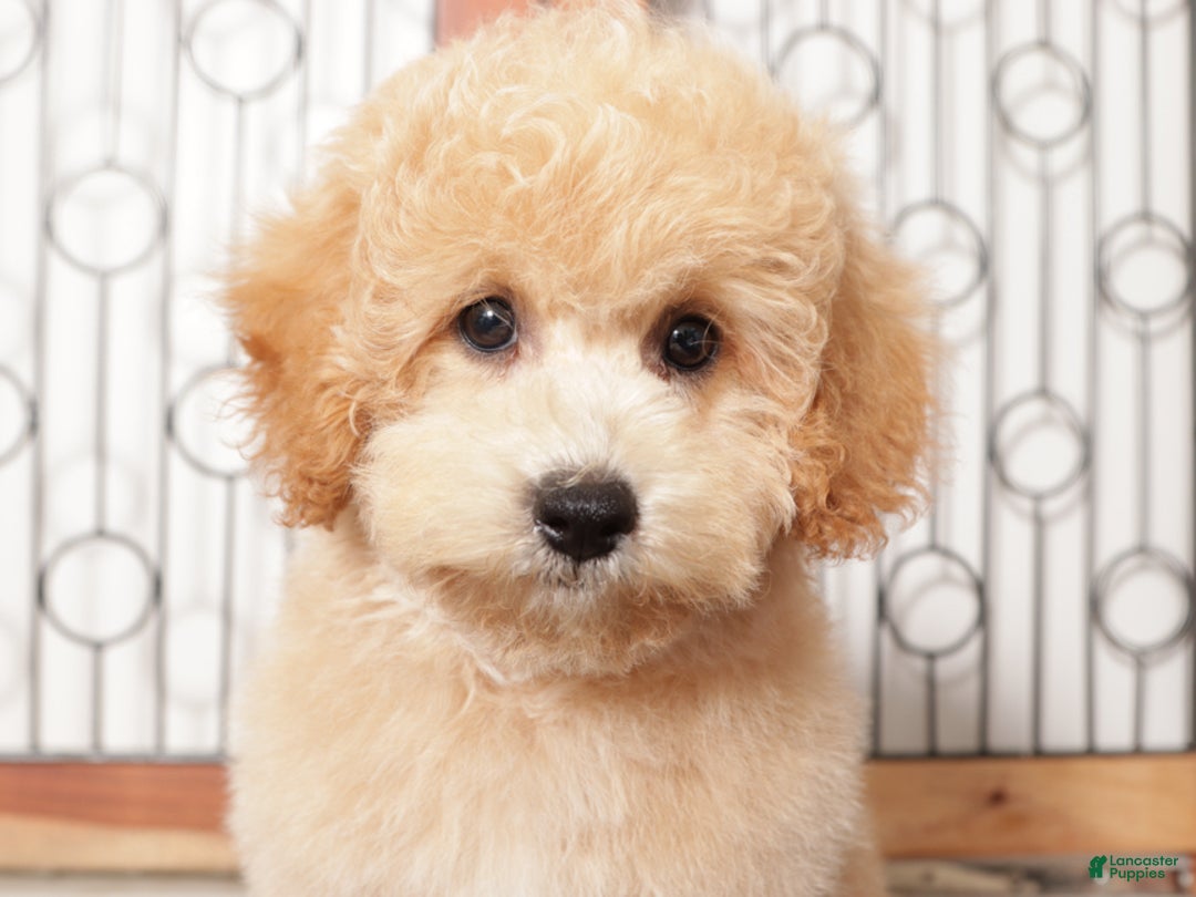 Bichpoo dogs for sale: Thor - Ad 2