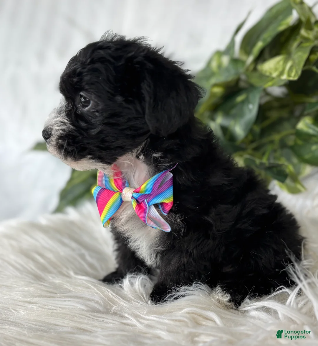 Morkie dogs for sale: Patrick - Ad 4