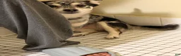 Mixed Breed dogs for sale: Mixed Breed 1 - Ad 3