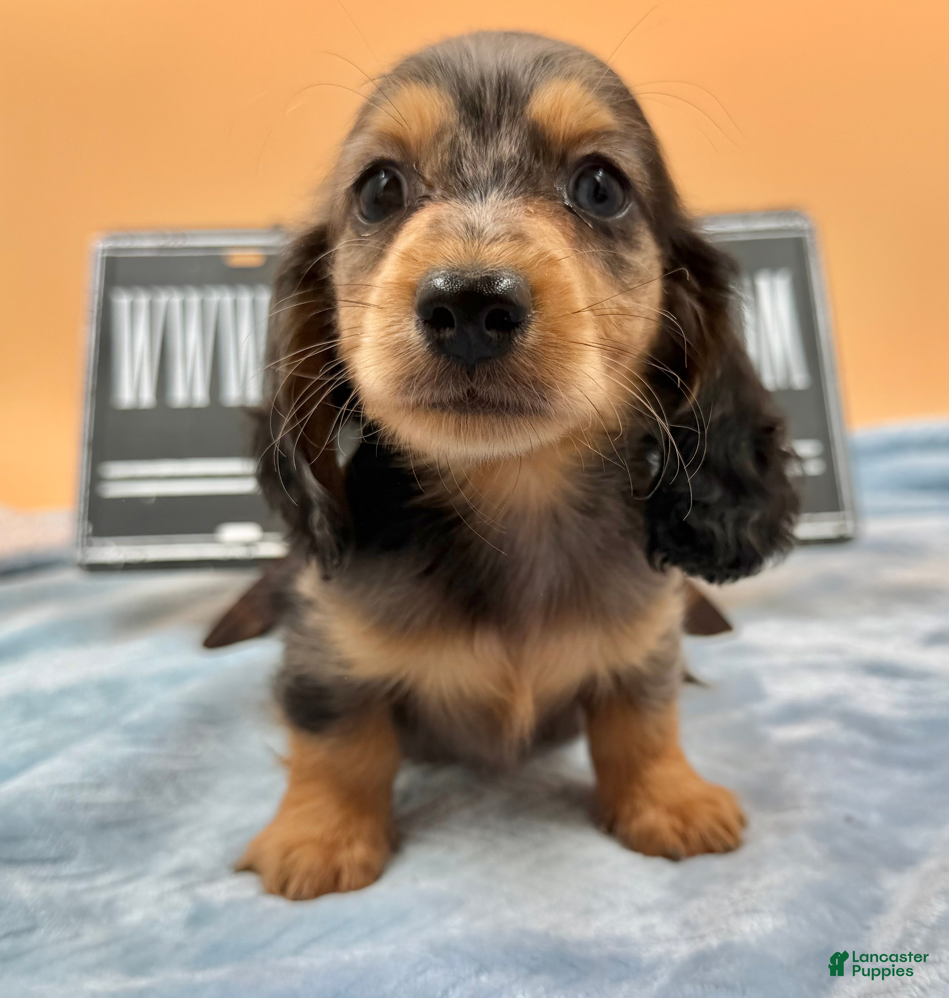 Miniature Dachshund dogs AKC GCH Frapp Russian  - Ad 15