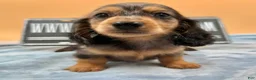 Miniature Dachshund dogs for sale: AKC GCH Frapp Russian  - Ad 1