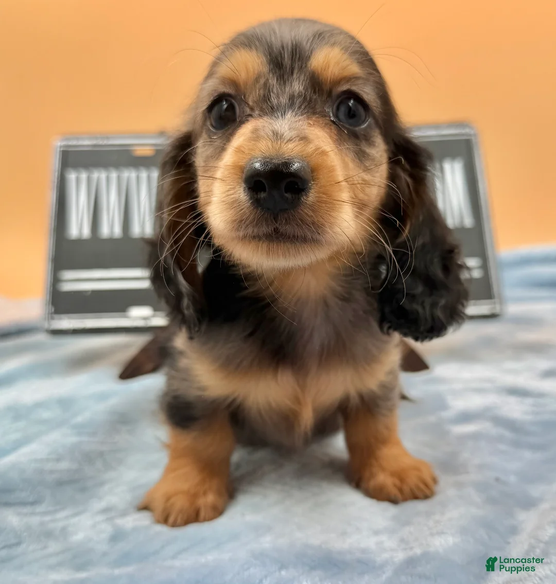Miniature Dachshund dogs for sale: AKC GCH Frapp Russian  - Ad 1