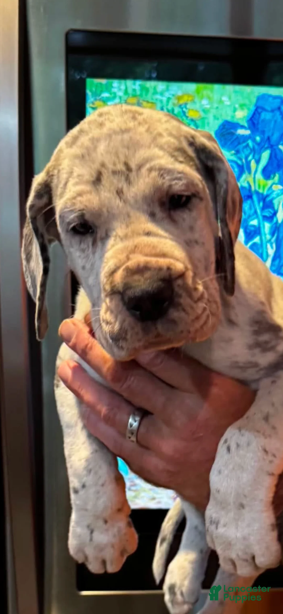 Great Dane dogs for sale: Great Dane 4 - Ad 1