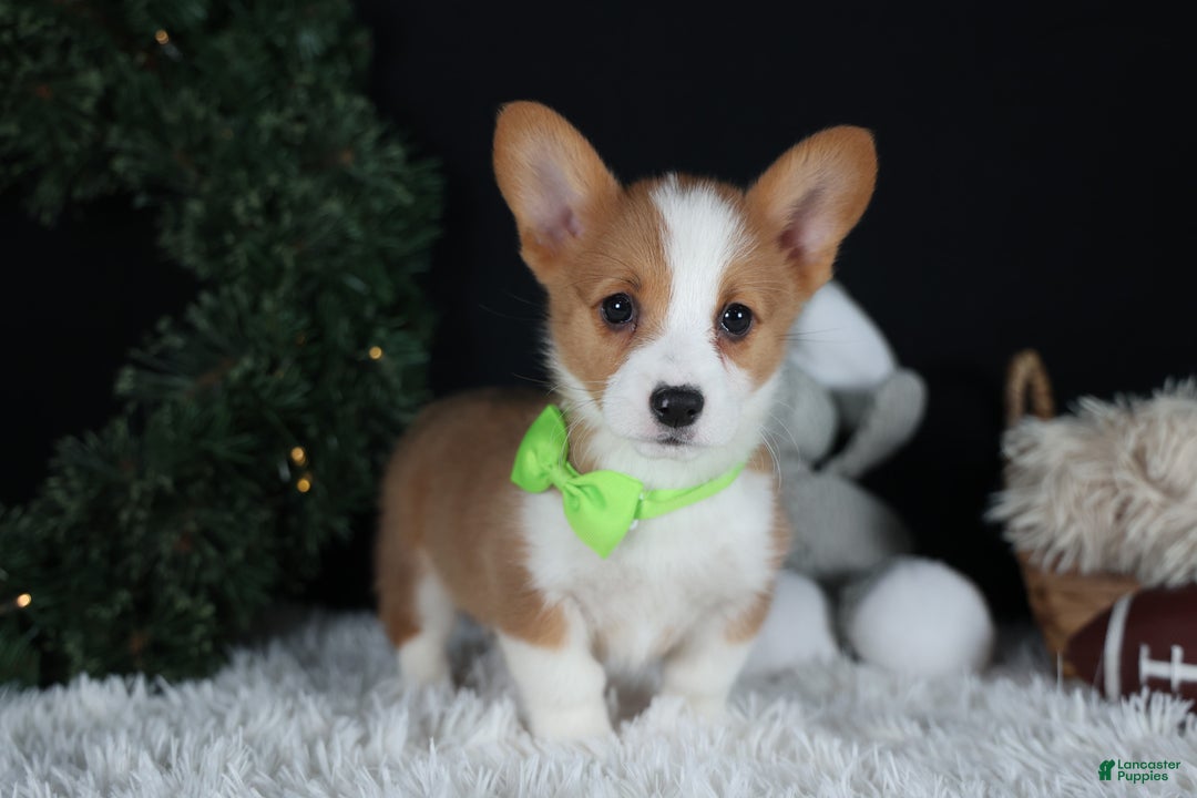 Welsh Corgi Pembroke dogs for sale: Hudson - Ad 1