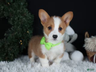 Welsh Corgi Pembroke dogs Hudson - Ad 15