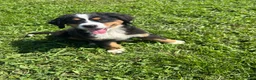 Bernese Mountain Dog dogs for sale: Paisley - Ad 11