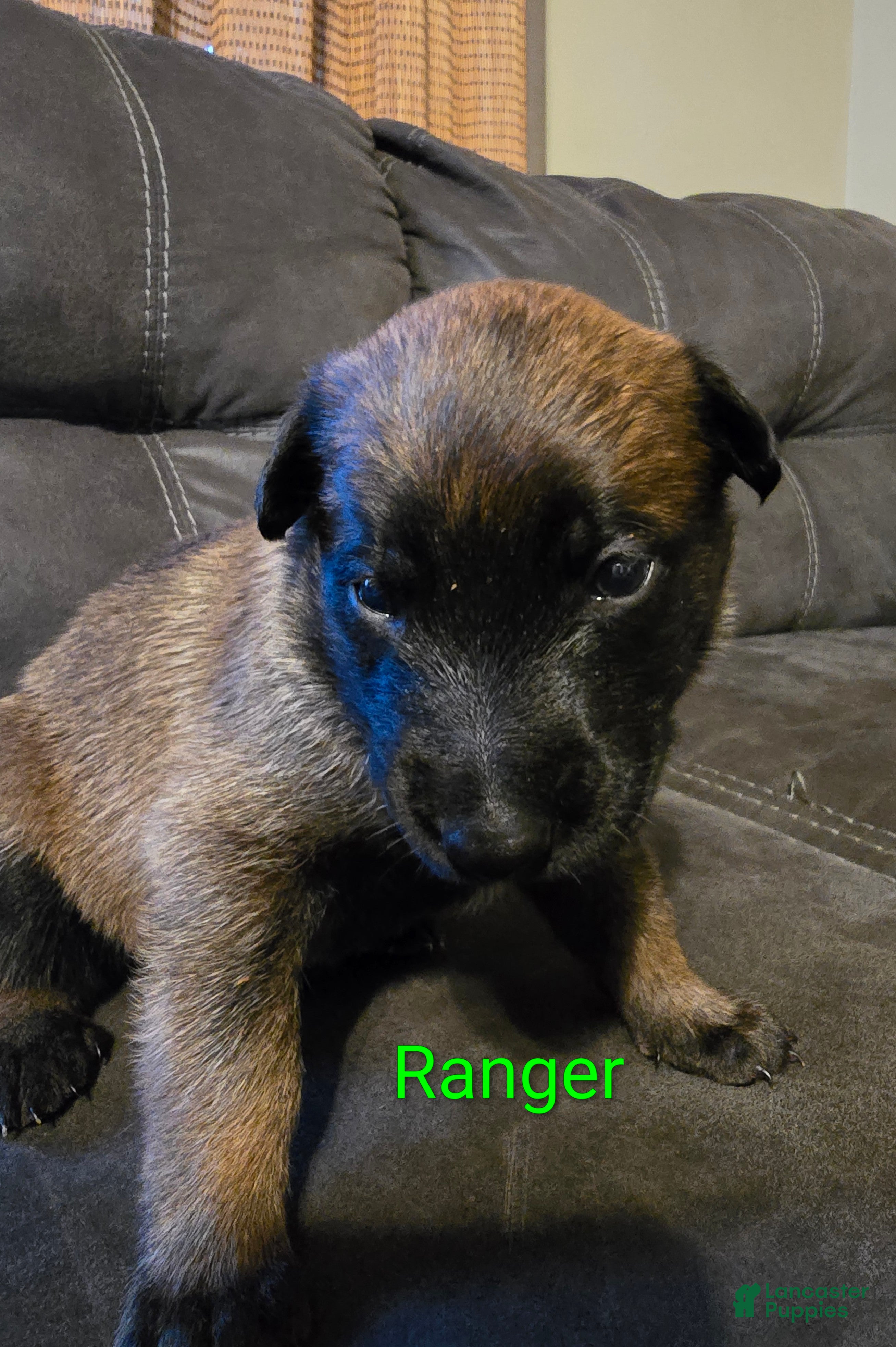 Belgian Malinois dogs Belgian Malinois 2 - Ad 2